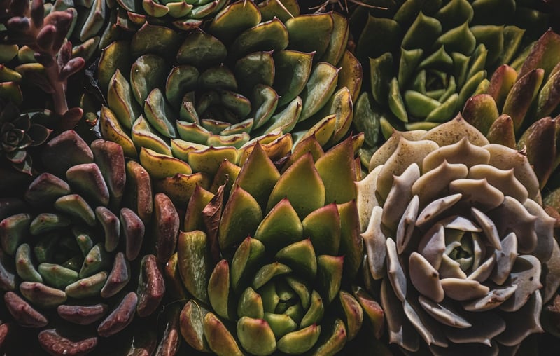 Plants in a greenhouse