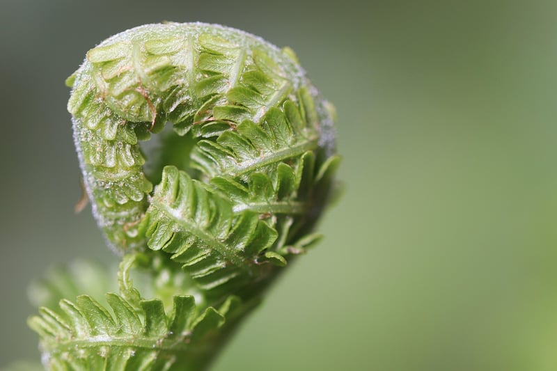 Plant receiving sunlight