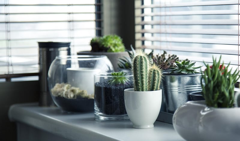 Hanging Succulent Ball